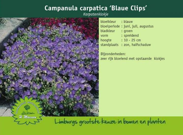Cursus Burgerschap Vies Karpatenklokje - Campanula carpatica 'Blaue Clips'